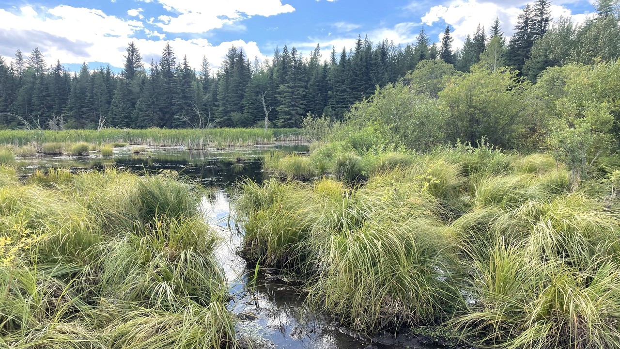 wetlands sized edits