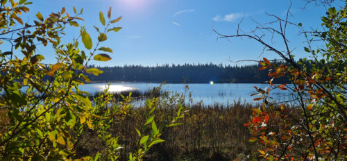 Photo of native plants around Valerie Lake.