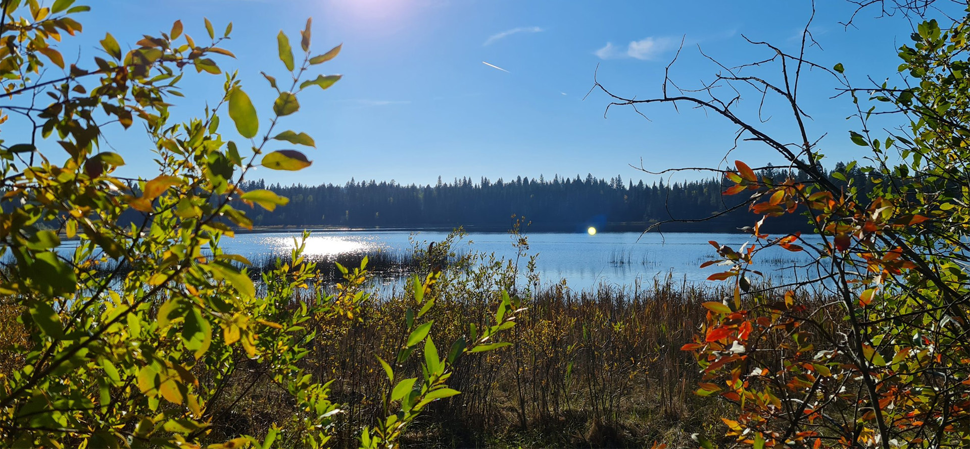 Photo of native plants around Valerie Lake.